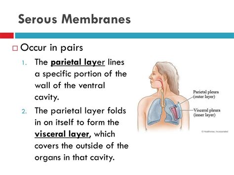 Ppt Skin And Body Membranes Part 1 Powerpoint Presentation Free