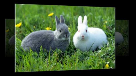Cei care nasc pui acoperiți cu blană și cu ochii deschiși (reprezentant. poze cu iepuri imagini desktop cu iepurasi mici si ...