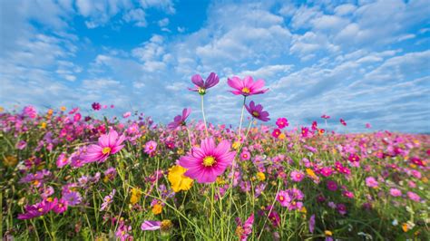Wallpaper Pink Flowers Cosmos Meadow Summer 5120x2880 Uhd 5k Picture