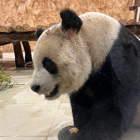 Panda House At Al Khor Park Qatar Review Tripadvisor