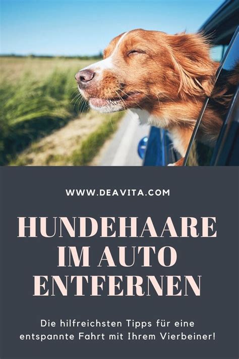 Hundehaare, egal ob kurz oder lang, bohren sich regelrecht in autopolster ein. Hundehaare im Auto entfernen:Die hilfreichsten Tipps für ...