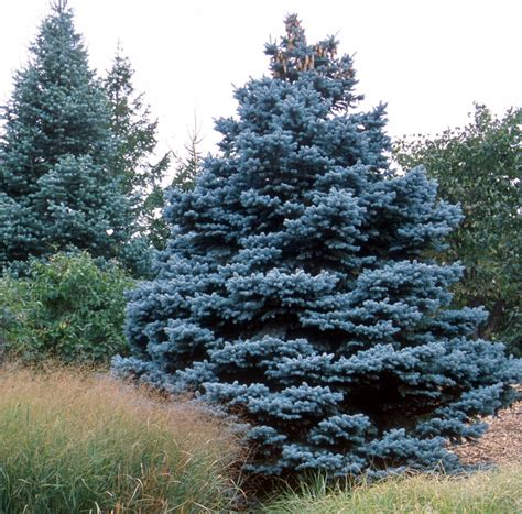 Fruit trees will enter a state of dormancy in late fall. Spruce, Colorado var.Glacier Blue - TheTreeFarm.com
