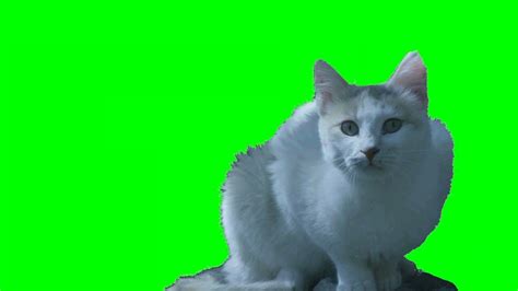 Real Cat Green Screen 1080p Youtube