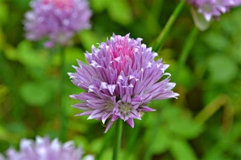 Free Images Nature Blossom Field Meadow Prairie Petal Bloom