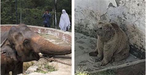 Govts Apathy Causing Animal Deaths At Islamabad Zoo