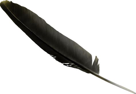 Feather Black Clip Art Black Feather Png Download 1330919 Free