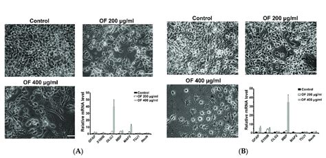 Differentiation Induction Of Human Mg Cells After Treatment With