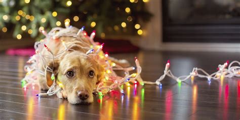 Free Download Christmas Dog Wallpapers Top Free Christmas Dog