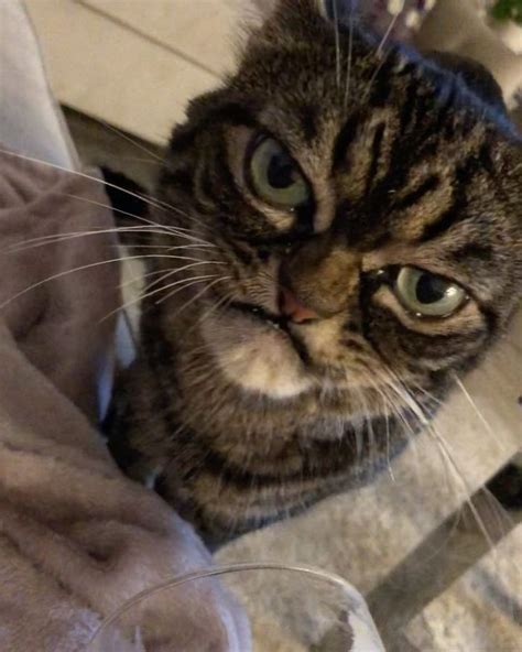 Grumpy Cat Named Kitzia Appears Constantly Disgusted By Everything And Everyone