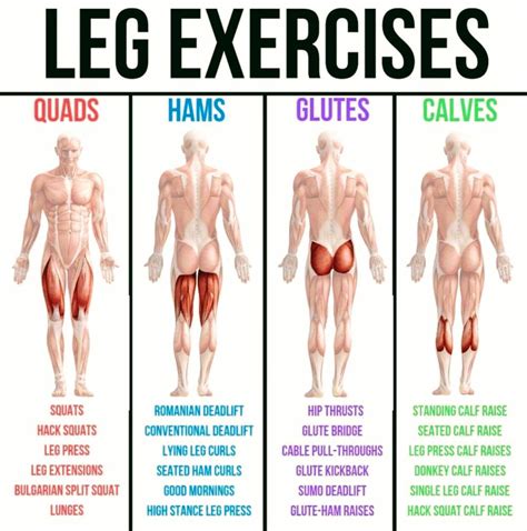 COMPLETE LEG EXERCISES Muscle Groups To Workout Leg And Glute