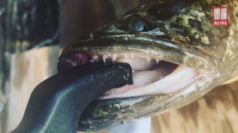 Snakehead Fish That Can Breathe On Land Is Caught In