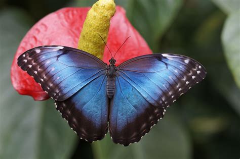 Its large size, up to 20 cm. Blue Morpho butterfly (Morpho peleides) | Morpho azul ...