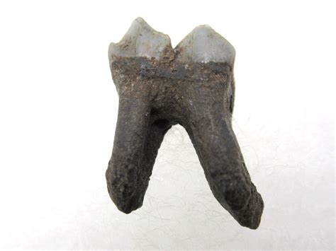 Florida Pleistocene Age Deer Tooth 6a 1 For Sale