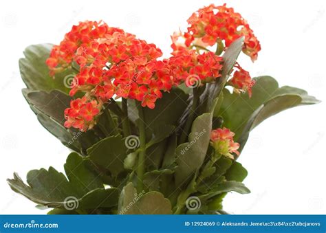 Flor Vermelha Pequena Nome