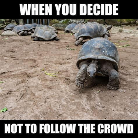 11 Funny Turtle Memes That Will Make You Smile