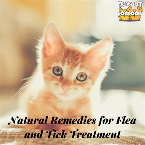 Natural Remedies For Flea And Tick Treatment In Cats Freaky Pet