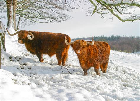 Highland Cattle In Snow Photograph By Alan Oliver