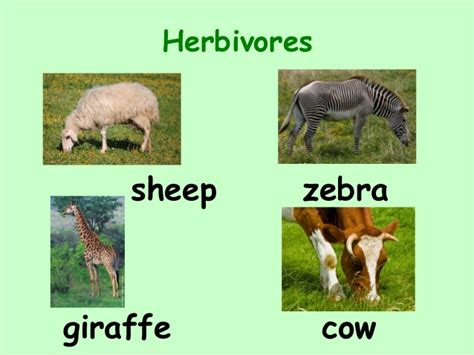 Herbivores need a lot of energy to stay alive. Carnivores herbivores omnivores_KAH