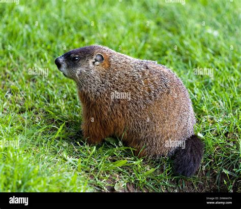 Groundhog close-up profile view foraging for food in the grass with