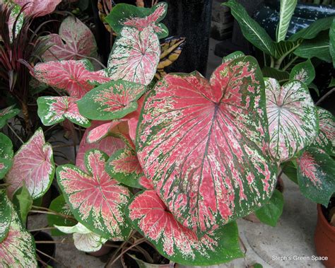 Caladiums are one of the stars of a shady garden spot with their brightly colored tropical foliage and the plant is native to south and central america. MY PLANT FINDER | Plant Guide: Caladium x hortulanum