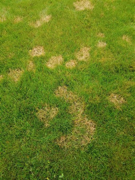 What Causes Lawn Disease Fairway Green Inc