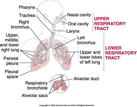 Anatomy Of The Respiratory Tract Flashcards Quizlet