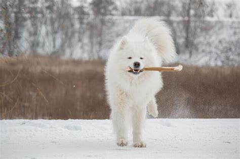 Premium Photo A Dog With A Stick In His Mouth