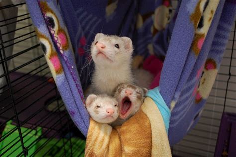 Do Ferrets Get Along With Dogs