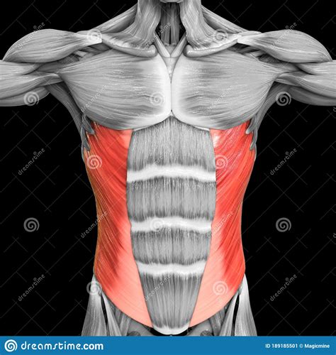 Human Muscular System Torso Muscles Abdominal External Oblique Muscle