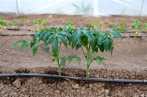 For ornamentals, any bottle can be used. Greenhouse With Organic Tomato Plants And Drip Irrigation ...