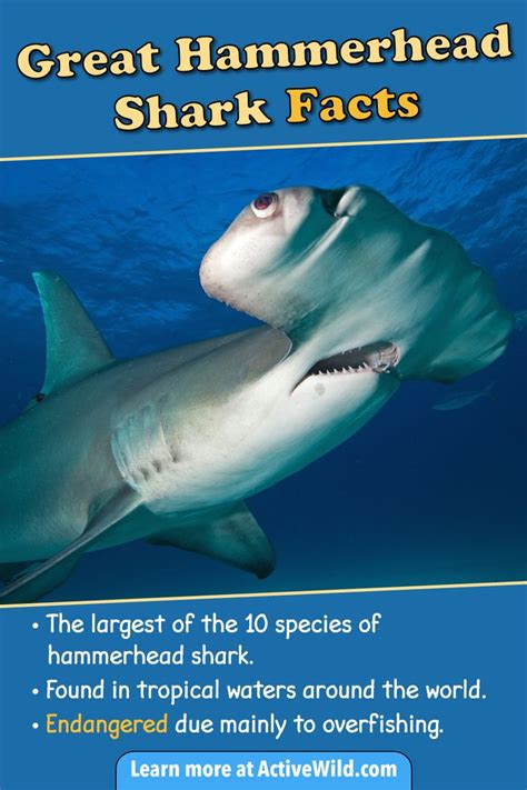 Great Hammerhead Shark Facts Pictures And Video Discover An Incredible