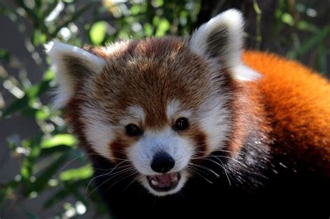 Red Panda Red Panda — Fotopedia Pet Portraits Photography Animals