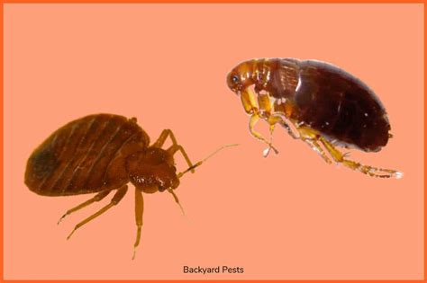 9 Ways To Tell Bed Bugs From Fleas With Pictures Backyard Pests