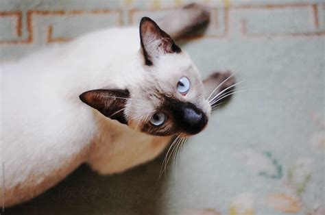 Siamese Cat Looking Up By Stocksy Contributor Chelsea Victoria