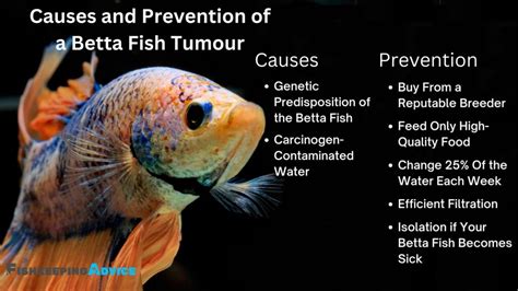 Betta Fish Tumor Symptoms Causes And Treatment Fishkeeping Advice