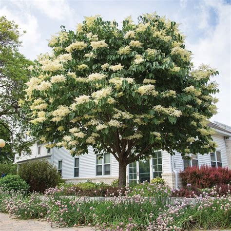 Snowdance™ Japanese Tree Lilac Lilac Jw Jung Seed Company