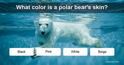 What Color Is A Polar Bears Skin Trivia Questions
