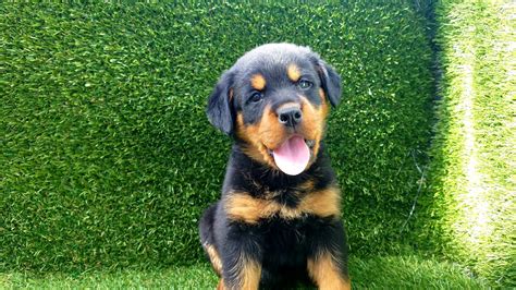 Small family kennel , breeds champion rottweiler dogs, sells quality puppies, trians dogs, stud service, kennel, dog kennel, akc, ofa, puppies for sale, sacramento. Rottweiler Puppies For Sale | Thousand Oaks, CA #289918