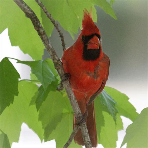 Cardinal In Leaves Photograph By Deb Henman Fine Art America