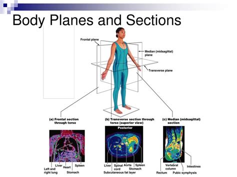 Ppt Human Anatomy Powerpoint Presentation Free Download Id5354371
