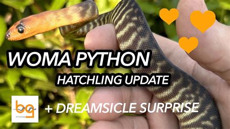 Woma Python Hatchling Update Surprise Dreamsicle Ball Python Clutch