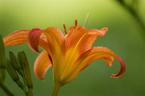 Tiger Lily High Quality Nature Stock Photos ~ Creative Market