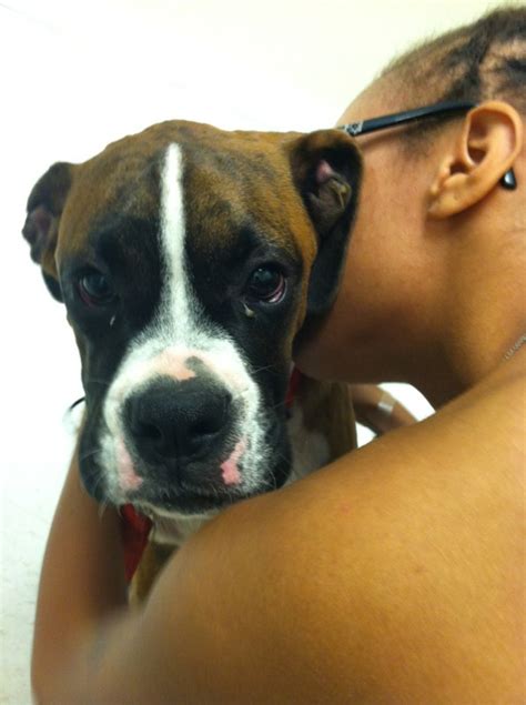 Hives And More Hives Boxer Forum Boxer Breed Dog Forums