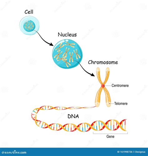 От гена до ДНК и Хромосома в клеточной структуре геномная