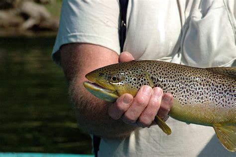 How To Catch Trout In Lakes Skyaboveus