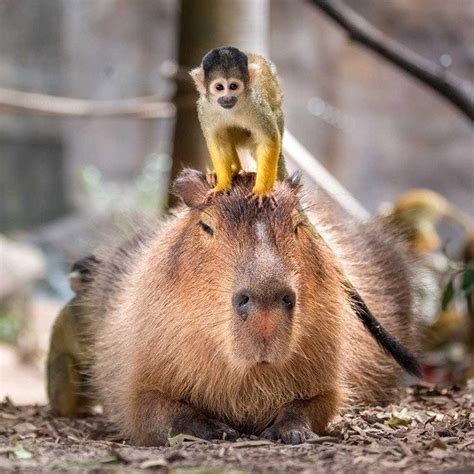 Capybaras Are One Of The Most Friendly Creatures In The Animal Kingdom