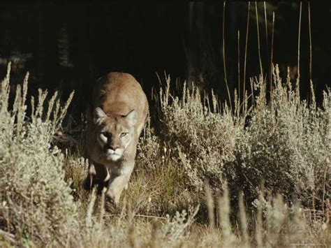 Mountain Lion Charges Its Prey After Stalking Photographic Print