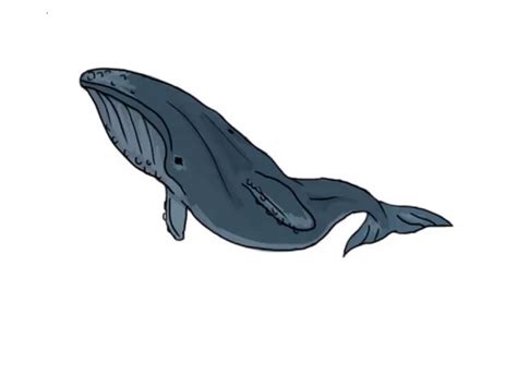 Cartoon baleen whale character with blue spine and striped white underside swimming with playfully raised tail and happy smile. Blue Whales Drawing at GetDrawings | Free download