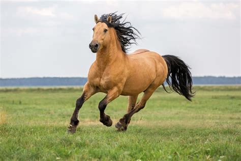 © 2021 cliparts.co all rights reserved. How to Raise a Healthy and Happy Horse