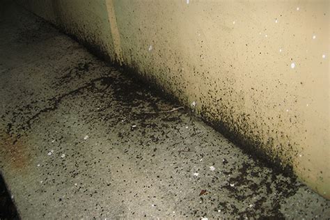 How To Clean Up Bat Droppings Apartmentairline8